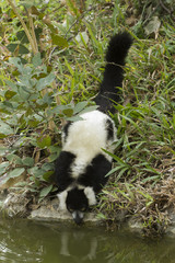These Lemurs have no difficulty in getting used to their new home in Thailand. We also found them very tamed to visitors. 