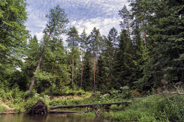 Little beautiful forest river.