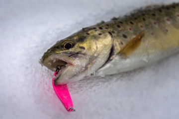 Wild brown trout caught on a fishing trip.