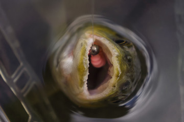 Wild brown trout caught on a fishing trip.