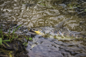 Wild brown trout caught on a fishing trip.