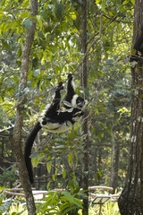 These Lemurs have no difficulty in getting used to their new home in Thailand. We also found them very tamed to visitors. 