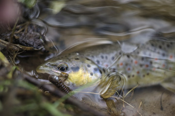 Wild brown trout caught on a fishing trip.