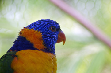 red collared lorikeet