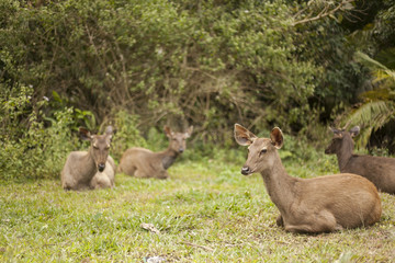One hot afternoon in Thong Pha Phum National Park, the group Samba Deer are resting nearby the jungle.