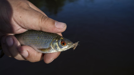 Fish caught by fly fishing tackle.