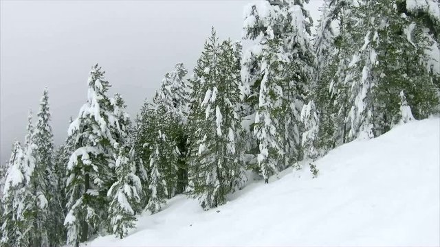 Span over green coniferous trees in winter in the mountains