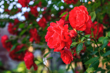 Obraz premium Beautiful red blooming rose flower bush. Close up natural background
