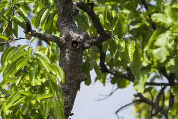 The bird in tree hollow.