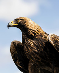 Golden Eagle side view with top of wings visible