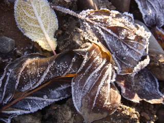 Frozen leaves