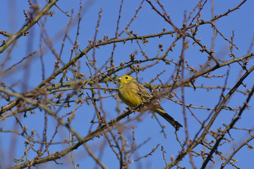 Yellowhammer   (Emberiza citrinella)