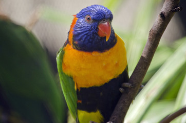 red collared lorikeet