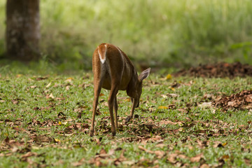 A Muntjac in Thong Pha Phum National Park