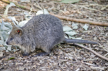 quokka