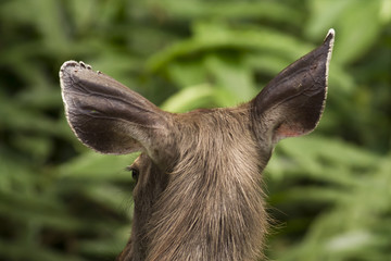 A Samba Deer is tinea at Thong Pha Phum National Park