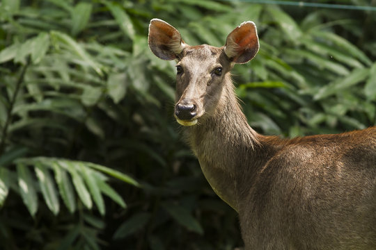 A Samba Deer in Thong Pha Phum National Park