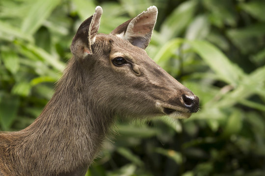 A Samba Deer in Thong Pha Phum National Park