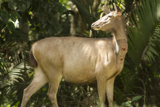 A Samba Deer is injured in Thong Pha Phum National Park