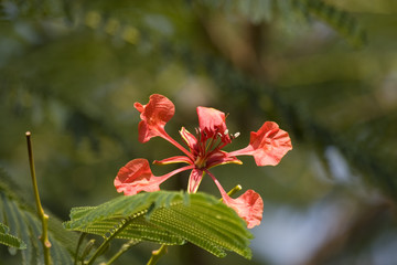 Beautiful flowers of Israel,