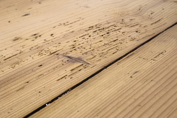 wood damaged by woodworm