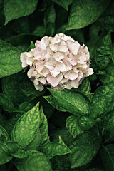 Hydrangea flower