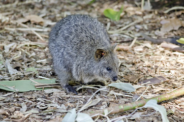 quokka