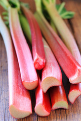 frische Rhabarberstangen