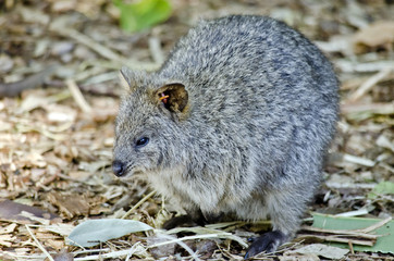 quokka