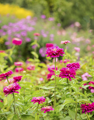 Pink Zinnia in garden with background plants