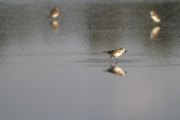 The Plover feeding on a coast.