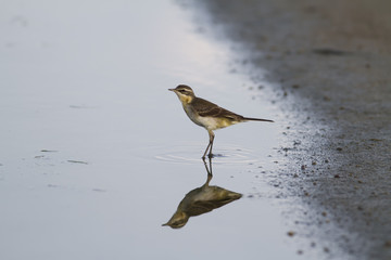 Citrine Wagtail