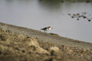 The Plover at forest at the river estuary