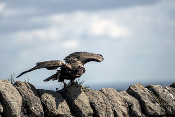 Turkey Vulture wings flapping standing on stone wall with sky in background