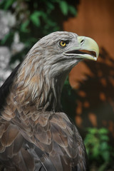 portrait white failed eagle