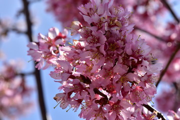 河津桜
