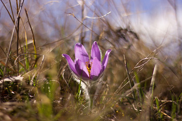 Purple pasque flower blooming in the meadow