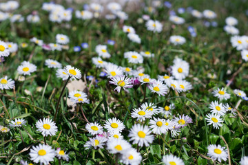 Fototapeta premium Daisy Field