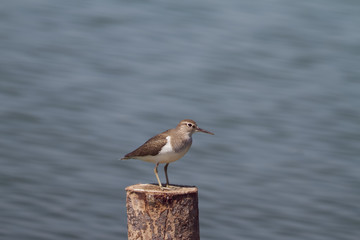 The Birds of Mangrove forest