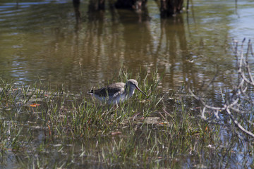 The Birds of Mangrove forest