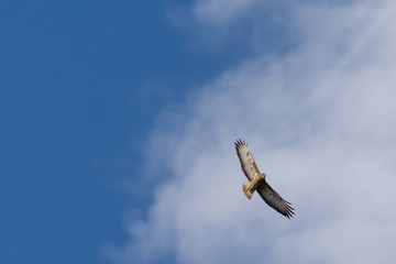 Buzzard Flying Against a Blue Sky White Cloud Background