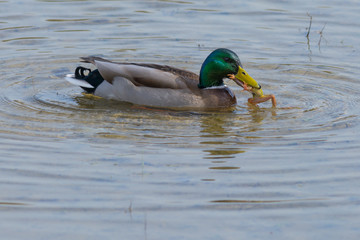 Cruelty of Nature - Duck Eats Frog