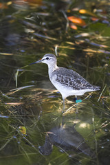 Limicola Falcinellus 