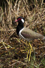 Red-wattled Lapwing