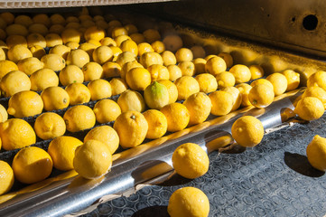 Femminello lemons after the washing process in the carriage for the selection and calibration phase