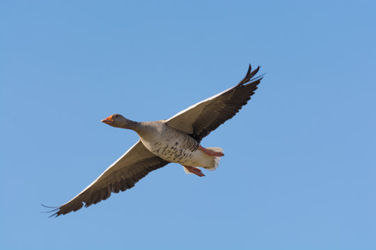 Greylag Goose in Flight Against a Blue Sky