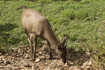 This picture shows am image of  Sambar deer, feeding on a grass