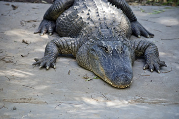 alligator