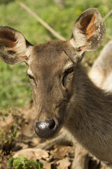 This picture shows am image of  Sambar deer, feeding on a grass