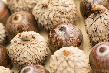 Close up oak acorns